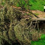 The Sycamore Gap Tree