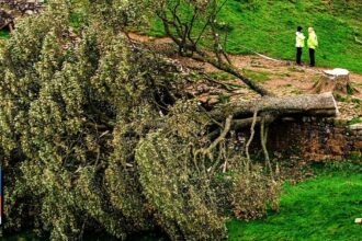 The Sycamore Gap Tree
