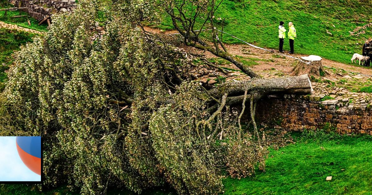 The Sycamore Gap Tree