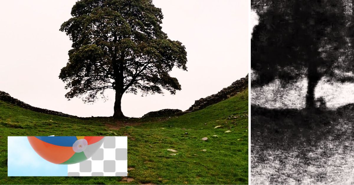 The Sycamore Gap Tree