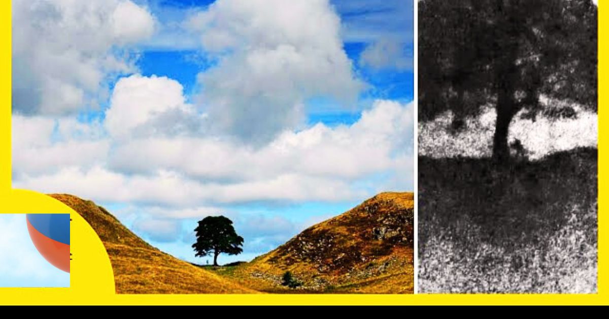 The Sycamore Gap Tree
